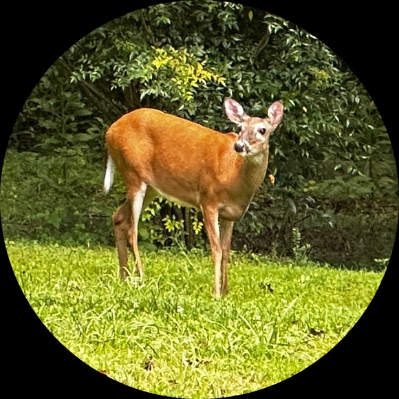manupopxv
